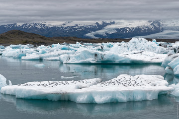 Lagune glaciaire de Jökulsárlón et sternes arctiques, en Islande