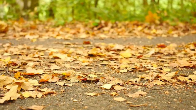  Pathway in park, birch, beeches and maples leaves on the ground. Running shoes run in background. Slow slider controled camera movement