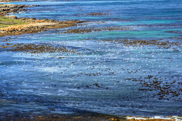 Colonies of seabirds while flying along the Cape of Good Hope Nature Reserve coast in Cape Peninsula, False Bay, Western Cape, South Africa.