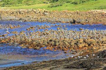Colonies of birds on rocks along the coast in Cape of Good Hope Nature Reserve, Cape Peninsula, South Africa.