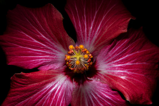 Hibiscus - Cucarda
This lovely flower with brightly colored petals.