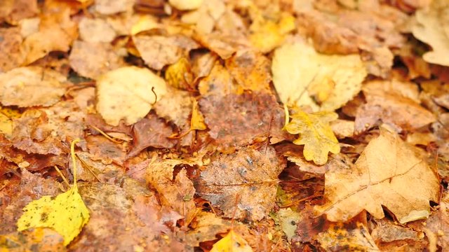  Pathway in park, yellow and orange rotten  birch leaves on the ground. Detail view.  Slow slider controled camera movement