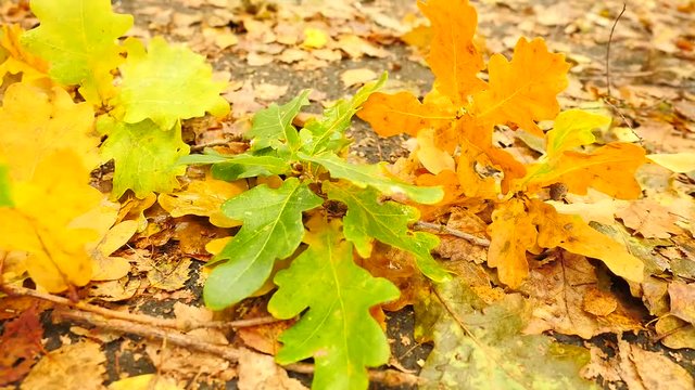  Pathway in park, oak,  birch and beeches leaves on the ground. Detail view.  Slow slider controled camera movement