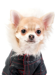 Chihuahua dog dressed in black jacket portrait close-up on white background 