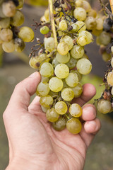 Hand holding cluster of white grape. Man's hand holding cluster of white grape hanging from vine. 