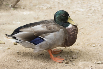 Image of male mallard ducks (Anas platyrhynchos)  on ground back