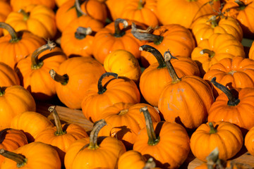 Pumpkins miniature