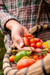 Farmer holding fresh picked vegetables, produce in hand