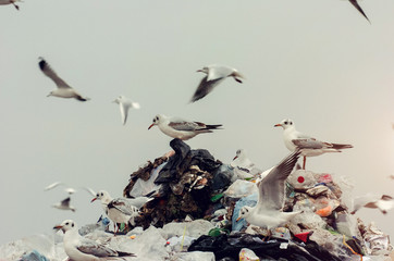 Seagulls standing on top of the landfill pile 