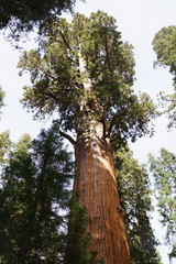 Fototapeta premium General Sherman Tree in Sequoia National Park