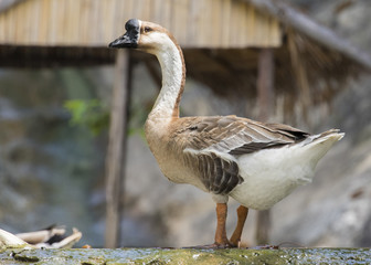 Image of greylag goose on nature background.