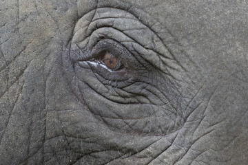 Fototapeta premium Close-up of an asian elephant's eye and face in thailand.