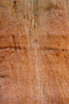 Seuoia Tree Bark in Sequoia National Park