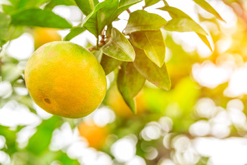 Fresh oranges grow on the tree,in fruit plantations