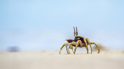 Horned Ghost crab in Koh Muk beach, Thailand