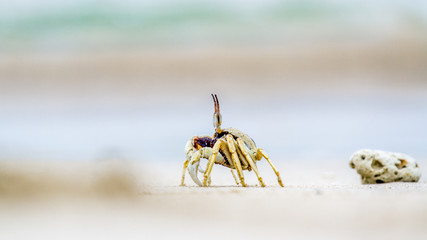 Horned Ghost crab in Koh Muk beach, Thailand