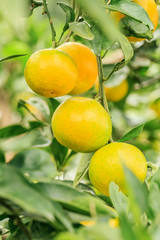Fresh oranges grow on the tree,in fruit plantations