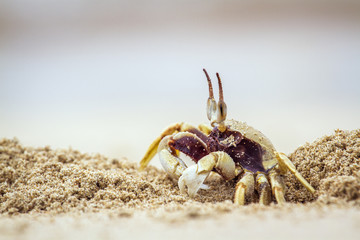 Horned Ghost crab in Koh Muk beach, Thailand