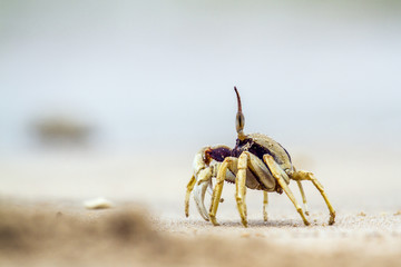 Horned Ghost crab in Koh Muk beach, Thailand