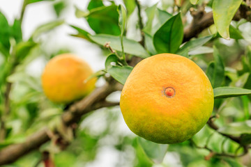 Fresh oranges grow on the tree,in fruit plantations