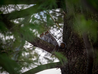 Squirrels In A Tree