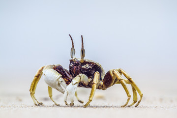 Horned Ghost crab in Koh Muk beach, Thailand