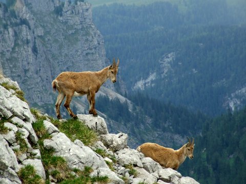Zwei junge Steinb&ouml;cke im Nationalpark Berchtesgaden