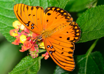 Gulf Fritillary Butterfly - .Agraulis vanillae - and Lantana flo