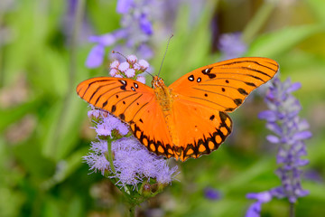 Gulf Fritillary Butterfly .Agraulis vanillae