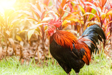 Rooster crowing in the morning sun