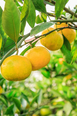 Fresh oranges grow on the tree,in fruit plantations