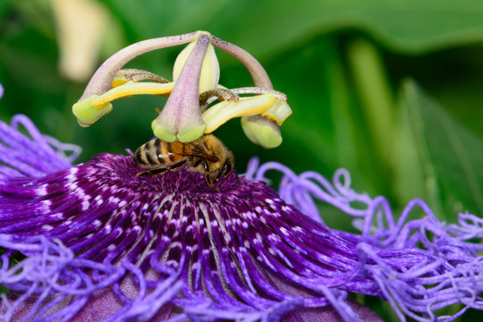Fototapeta Purple Passion Flower - Passiflora - with honeybee