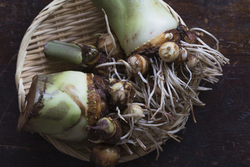 里芋の親芋