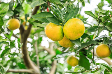 Fresh oranges grow on the tree,in fruit plantations
