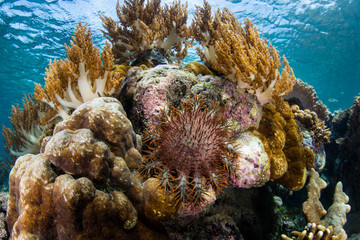 Crown of Thorns Seastar in Raja Ampat