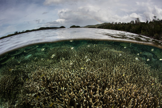 Humbug Damselfish and Shallow Corals in Raja Ampat