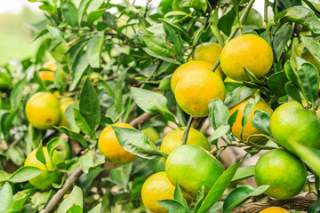Fresh oranges grow on the tree,in fruit plantations