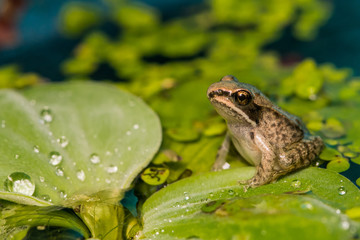 Fototapeta premium Wood Frog Metamorph