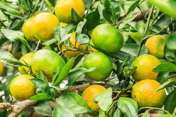 Fresh oranges grow on the tree,in fruit plantations