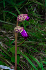 Aeginetia indica L., OROBANCHACEAE