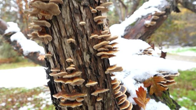 Polypore mushrooms on tree trunk of hawthorn in winter season