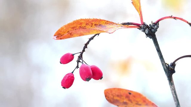 Red berries of berberis on branch with yellow autumn leaves in early winter season