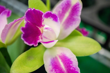 Fototapeta na wymiar Purple and White Orchid
