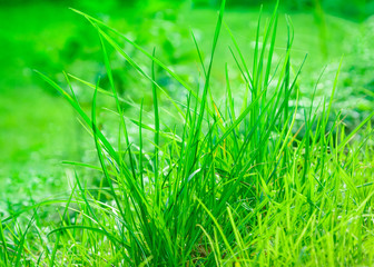 Light green grass blades