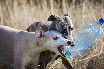 Two whippet dog playing