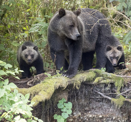 Grizzly Bear-Two Cubs
A Grizzly sow and two of her cubs emerge from the forest and look out on the shore below.