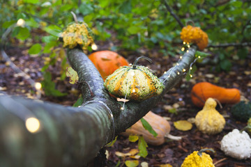 Halloween pumpkins / different types and colors of pumpkins and fairy lights for halloween decoration in a forest