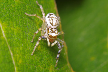 Small insect in the garden