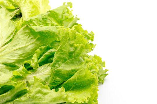 Fresh and green lettuce isolated on a white background, food concept with copy space