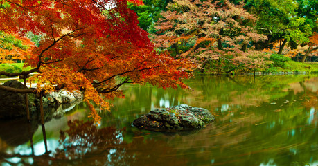 Long exposure scene show fancy carp swimming trail in the pond at Koishikawa Korakuen Tokyo Japan